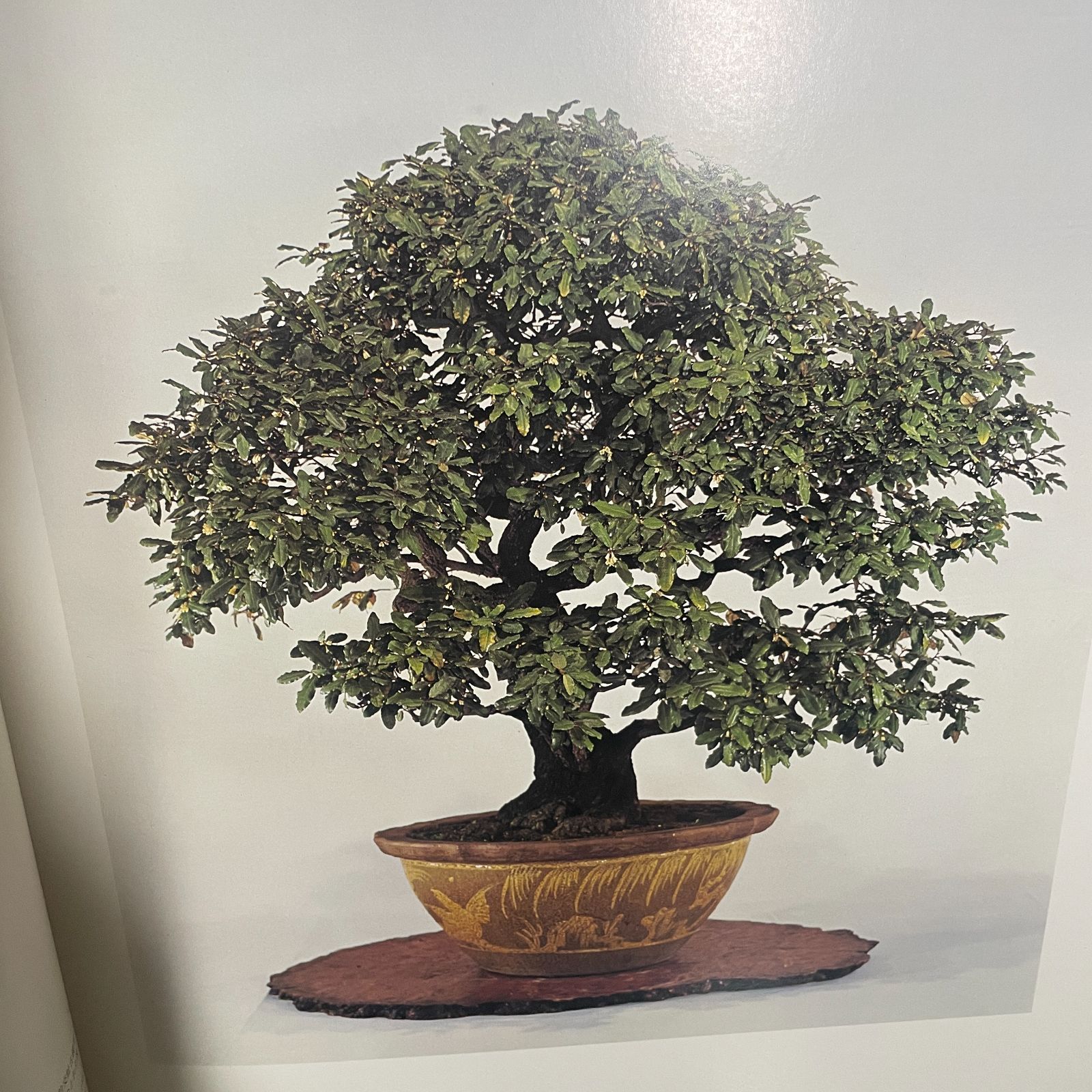 本　盆栽　鉢　水盤　皇居 大型商品》皇居の盆栽 THE IMPERIAL BONSAI OF JAPAN - メルカリ