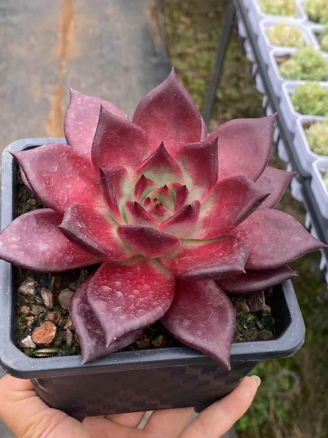 多肉植物 韓国苗❤️ エボニ—❤️ 1頭5cm実生拔キ苗！