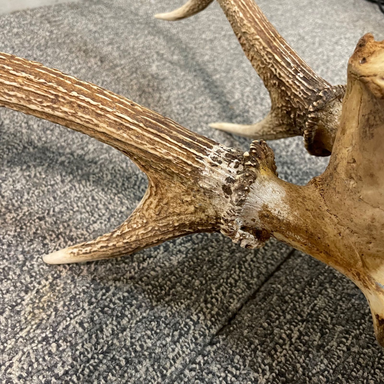 置物 壁掛け 刀置き 頭骨付き 上歯付き 鹿の角 2024年産 置物 壁掛け 刀置き 頭骨付き 上歯付き 鹿の角 2024年産 鹿角