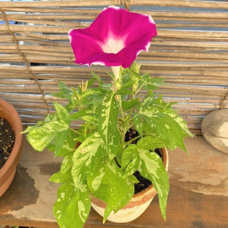 お花の種】つるなし朝顔☆カラフルミックス 種子 約10粒！ - メルカリ
