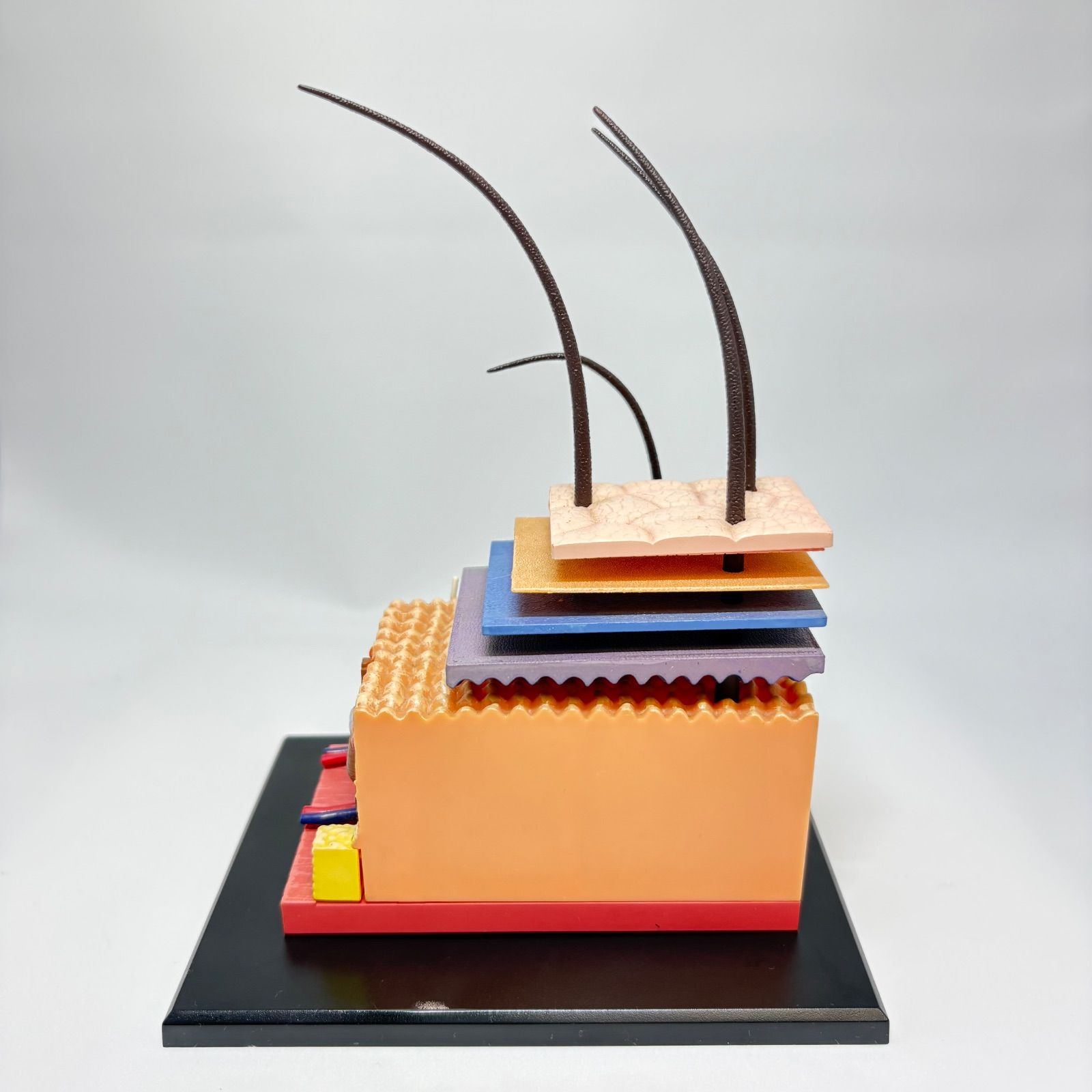 ヒト皮膚解剖モデル　Tedco4Dビジョン【組み立て済完成品】 ヒト皮膚解剖モデル Tedco4Dビジョン【組み立て済完成品】 ヒト皮膚