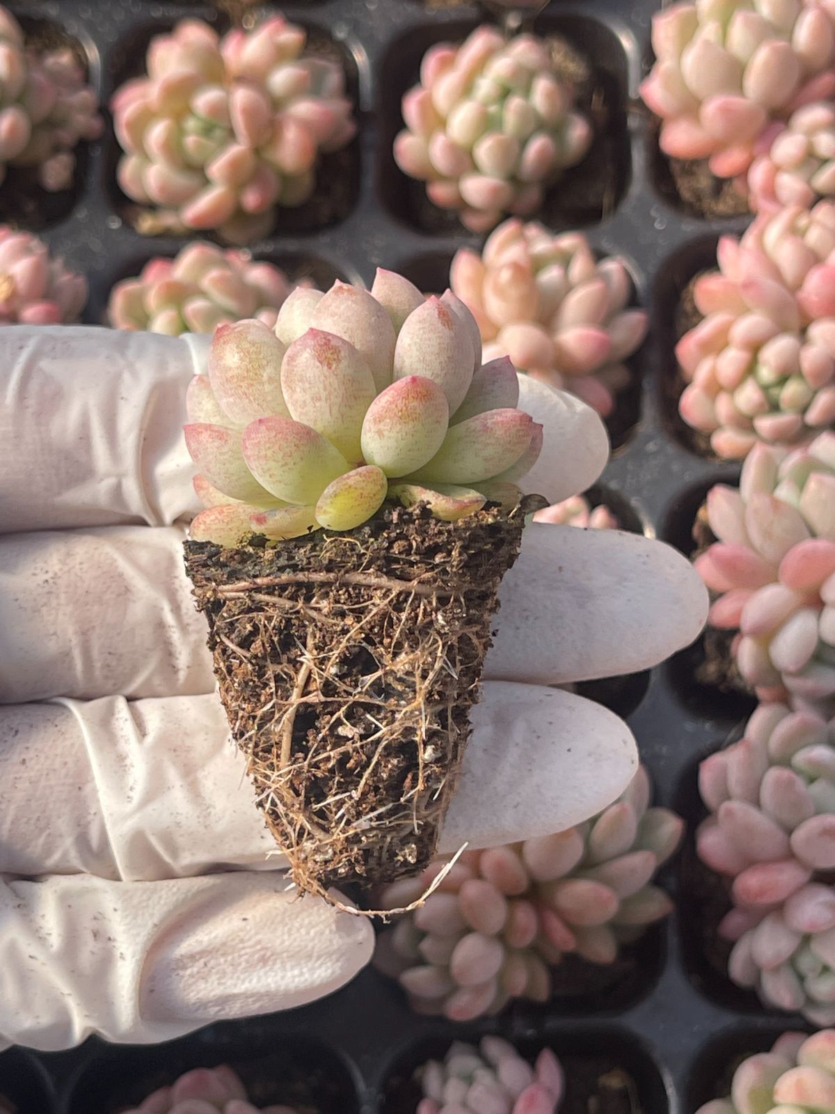 105株 S20-4 多肉植物 エケベリア 赤い卵 超美苗 サボテン 観葉植物 花