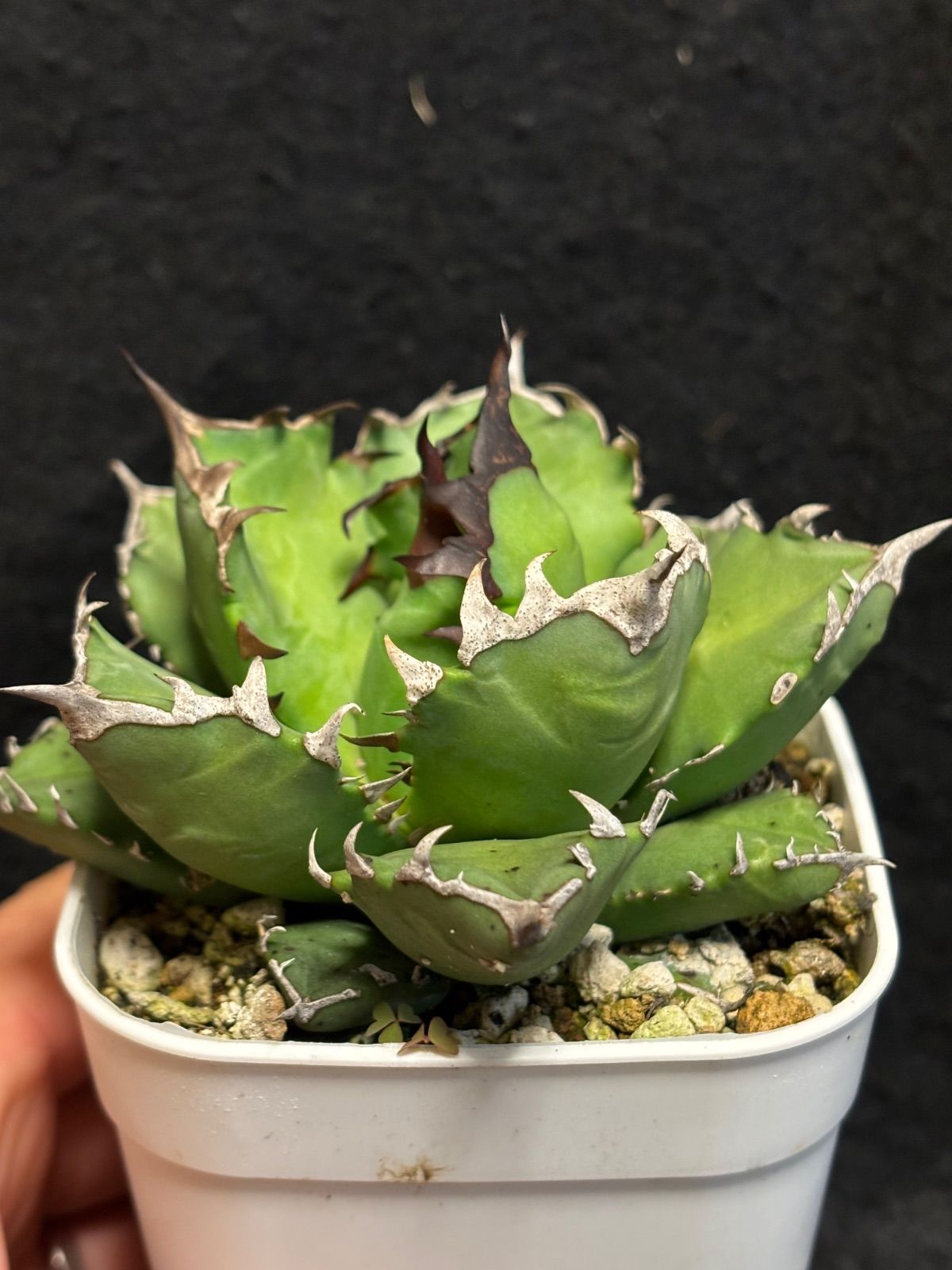 アガベ　チタノタ　姫厳龍　鉢のままメルカリ便発送 アガベ チタノタ【姫厳竜】 - メルカリ