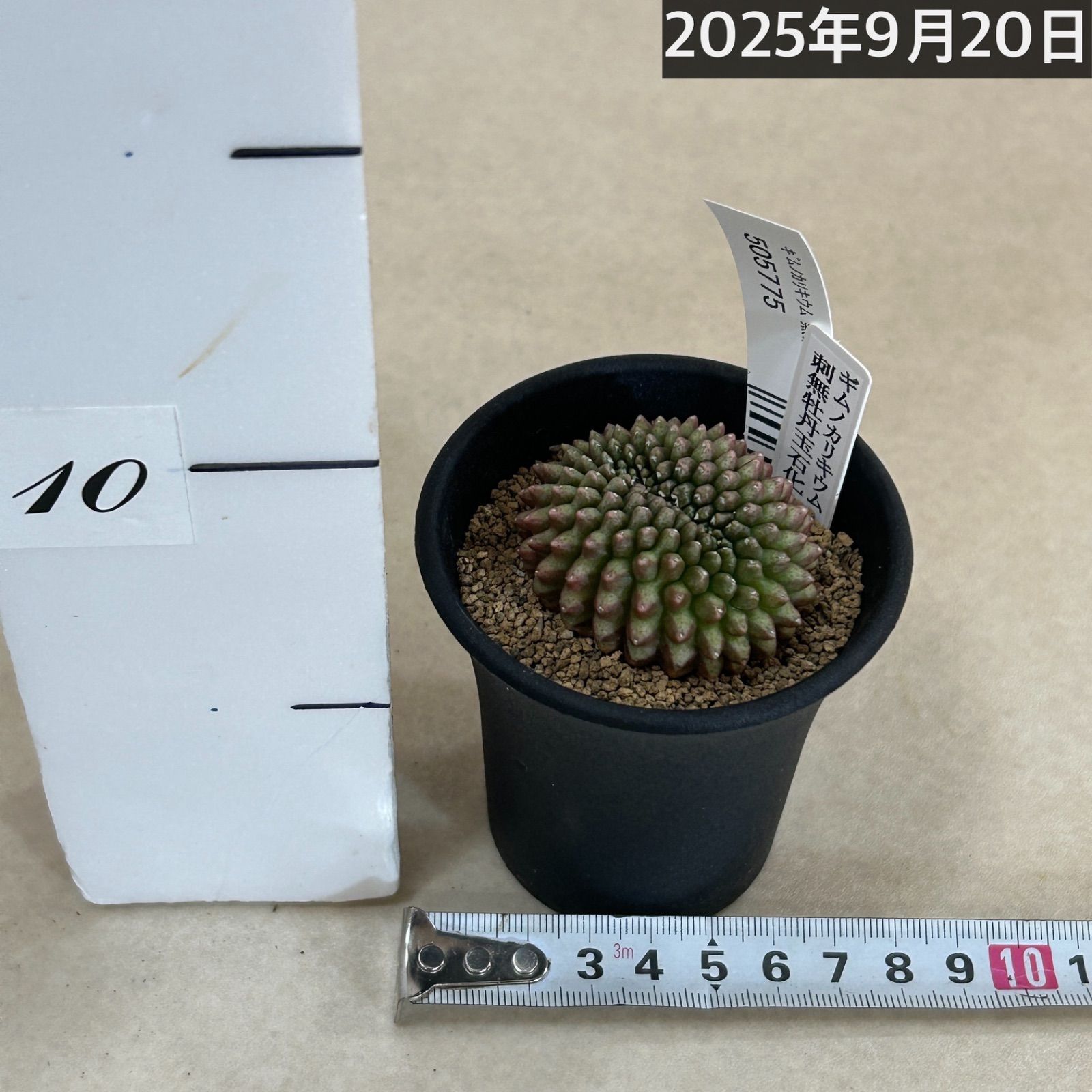 FNつき　ギムノカリキウム　モスティ　5産地セット 多肉植物 ギムノカリキウム 無刺牡丹玉石化 2.5号(個体おまかせ1
