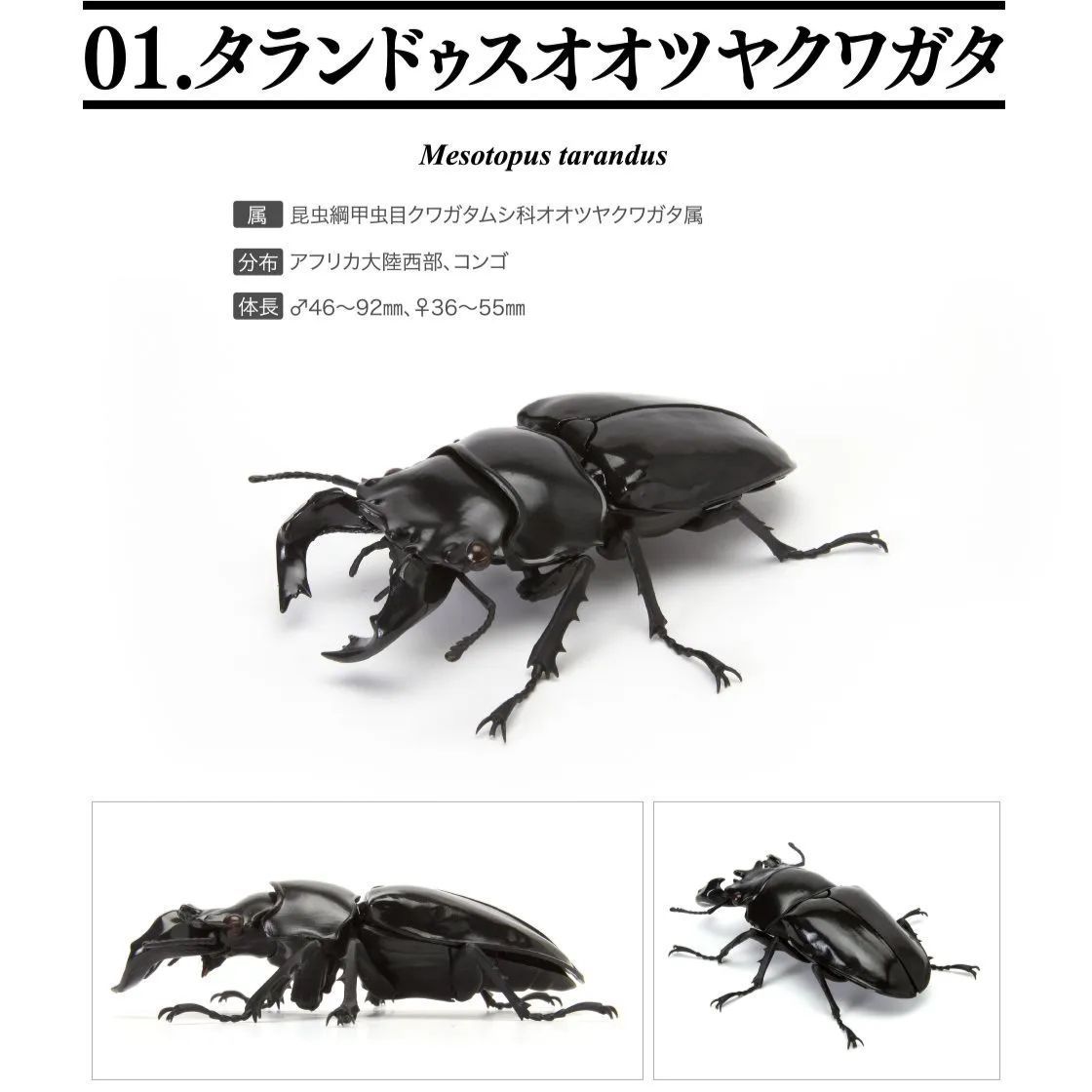 バンダイいきもの大図鑑くわがた04タランドゥスオオツヤクワガタ