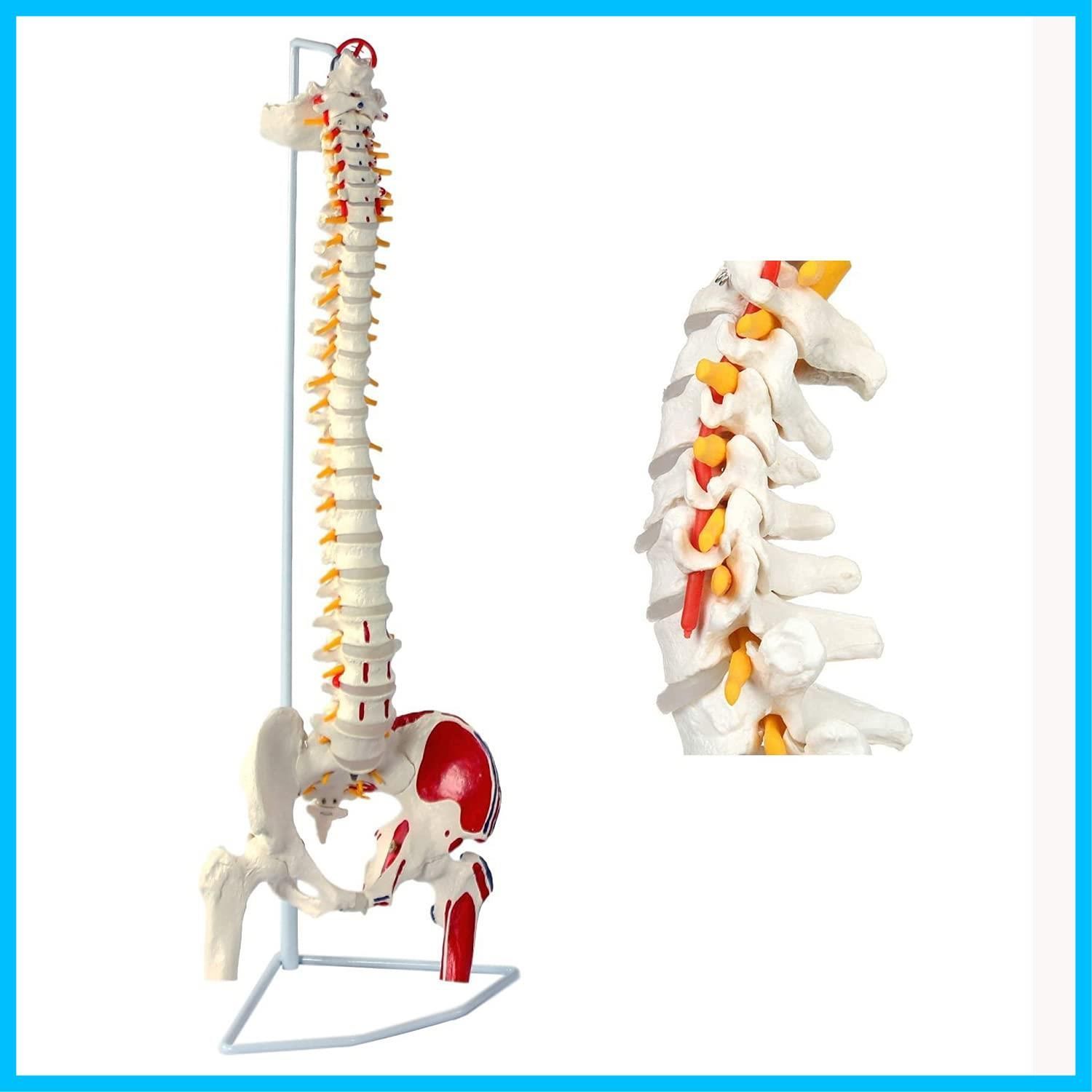 迅速】ml 脊椎 模型 可動式 脊椎骨盤模型 人体模型 実物大 脊柱模型，筋の起始・停止部を着色 - 脊柱可動型モデル，大腿骨，筋・起始／停止表示付  脊髄 背骨 腰椎 股関節 医学 教材 【90cm スタンド付き】 - メルカリ