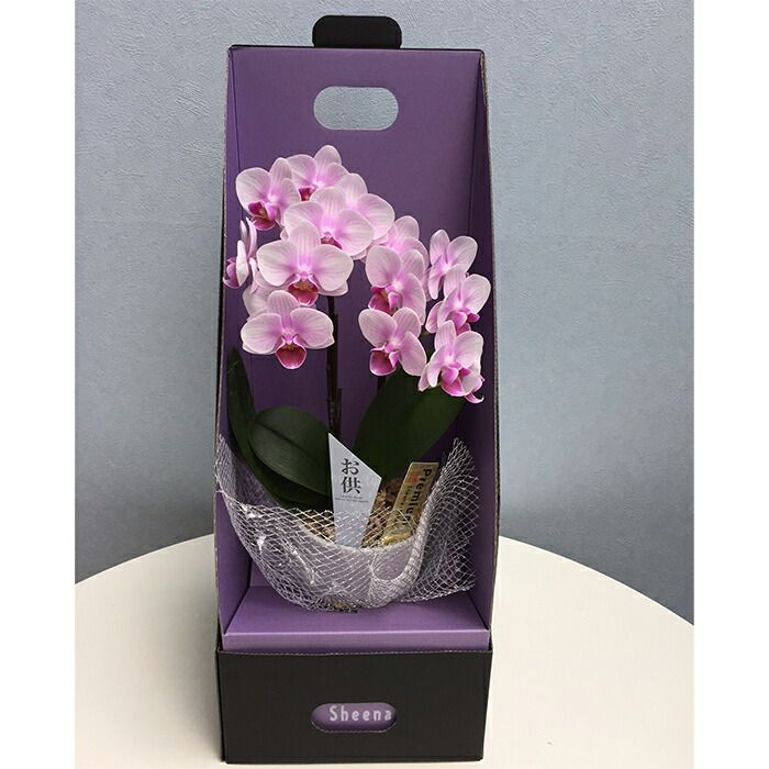 超希少】フィジー産天然白珊瑚、赤珊瑚のディスプレイ置物ガラスケース入り