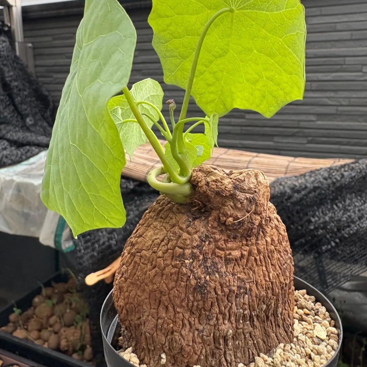 ステファニア スベローサ　塊根植物 Stephania suberosa スベローサ ステファニア | toA Succulent