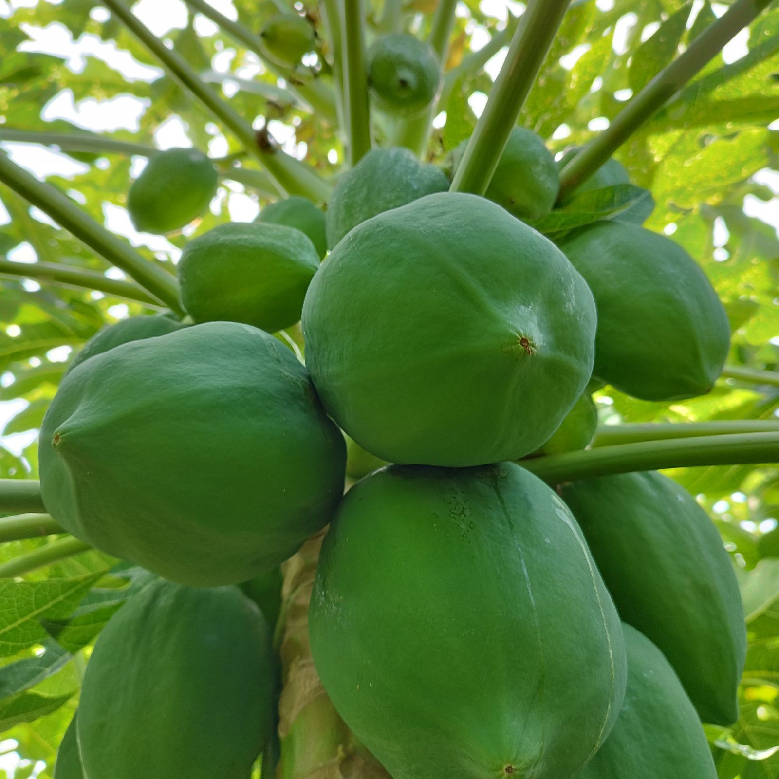 野菜沖縄産