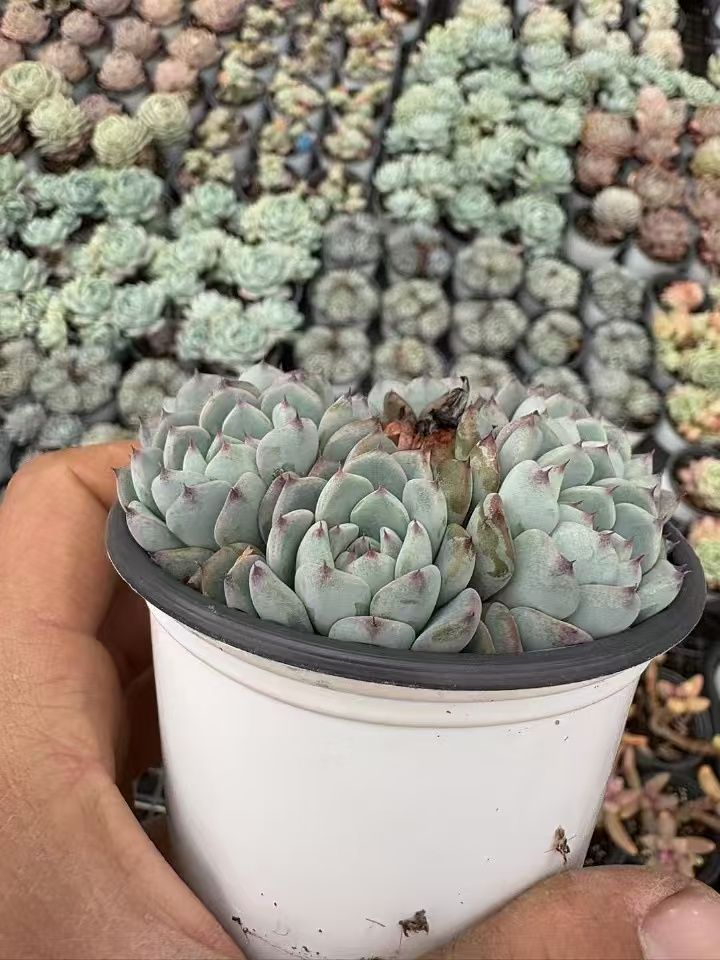 新入荷 12種類セット NT13×72苗 土付き 詰め合わせ 多肉植物