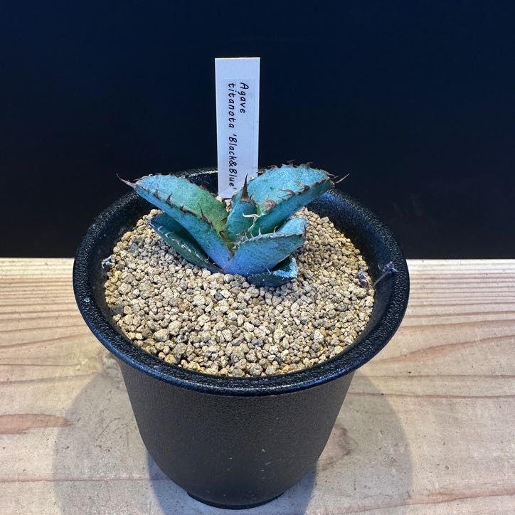 残り1点！！ Agave titanota Black&Blue アガベ チタノタ