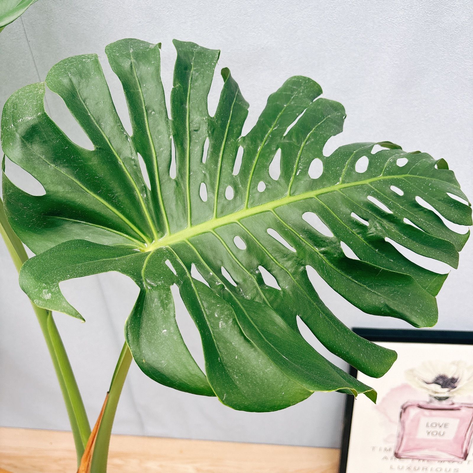 現品］3番 モンステラ 幹立ち 7号 観葉植物 ショップ 室内 大型 育て