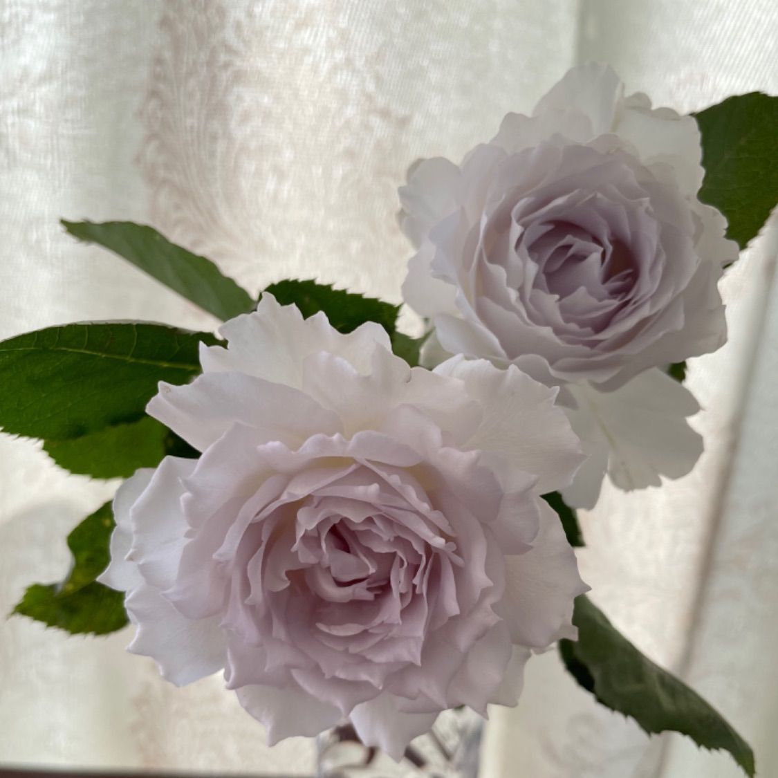 蕾二つ付き♡超強香！大好きな薔薇 絶世の氷美人 バラ苗 数量