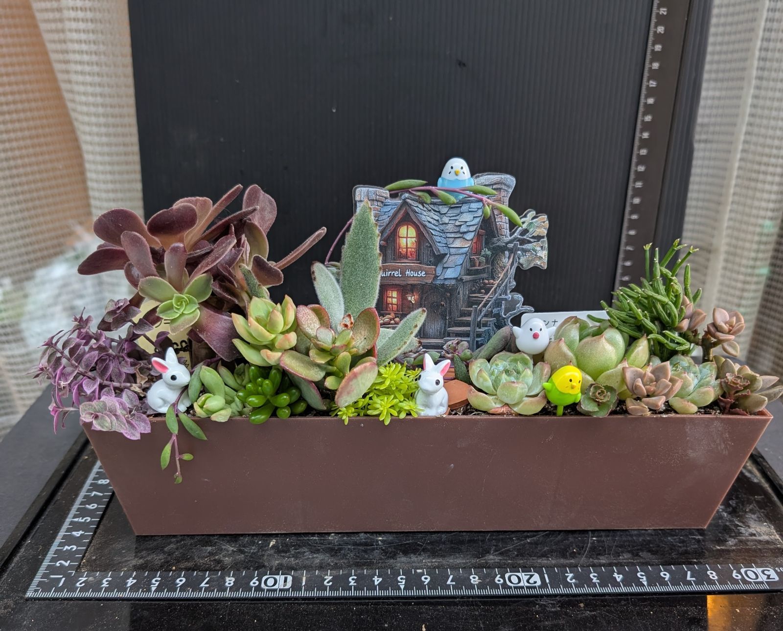 多肉植物寄せ植えのおすすめ人気商品一覧 通販 - Yahoo!ショッピング