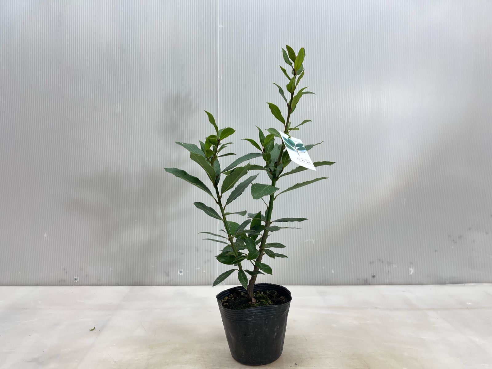 月桂樹苗／苗木　平和のシンボルツリー　樹高120センチ 鉢植え　撮影品のお届け 月桂樹【送料無料】 苗 ゲッケイジュ 12cmポット 植木 苗木 庭木 垣根