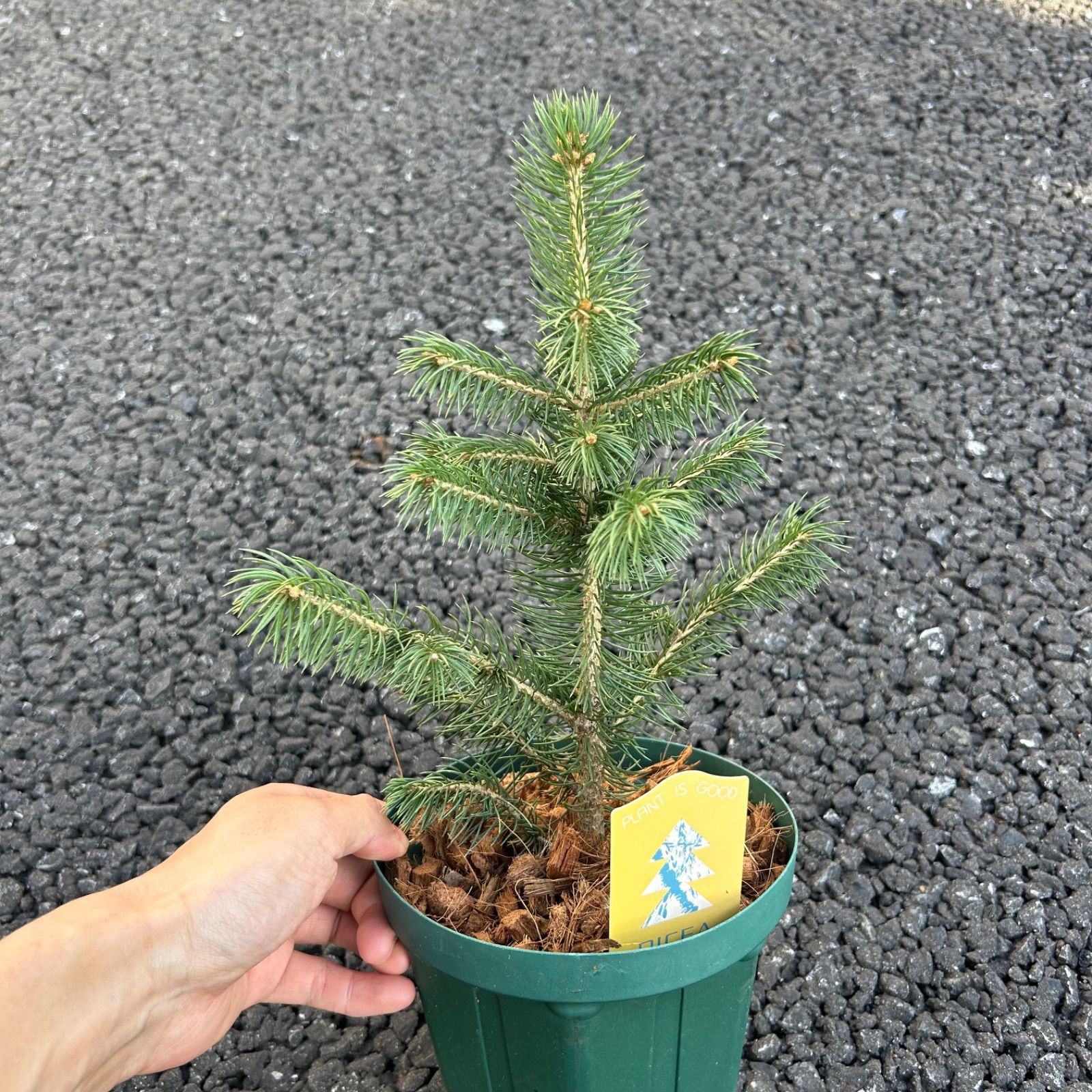 ピセア プンゲンス スーパーブルーシードリング 5号 プンゲンストウヒ