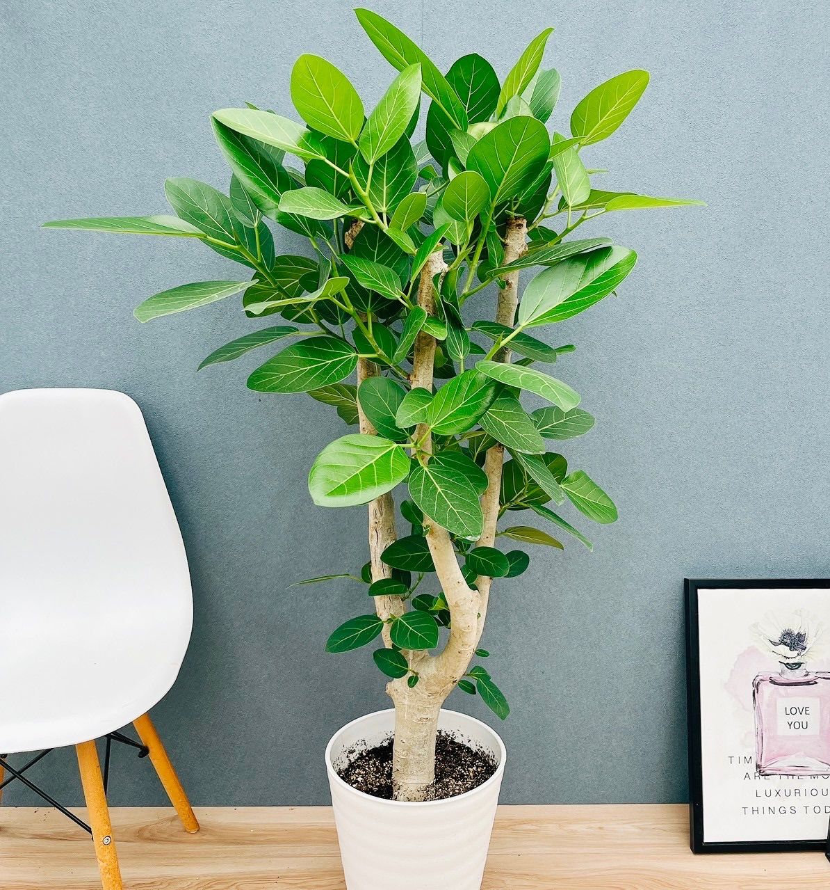 小葉 ジャボチカバ 150cm 8号 ジャボチカバ 小葉種最 安 価格