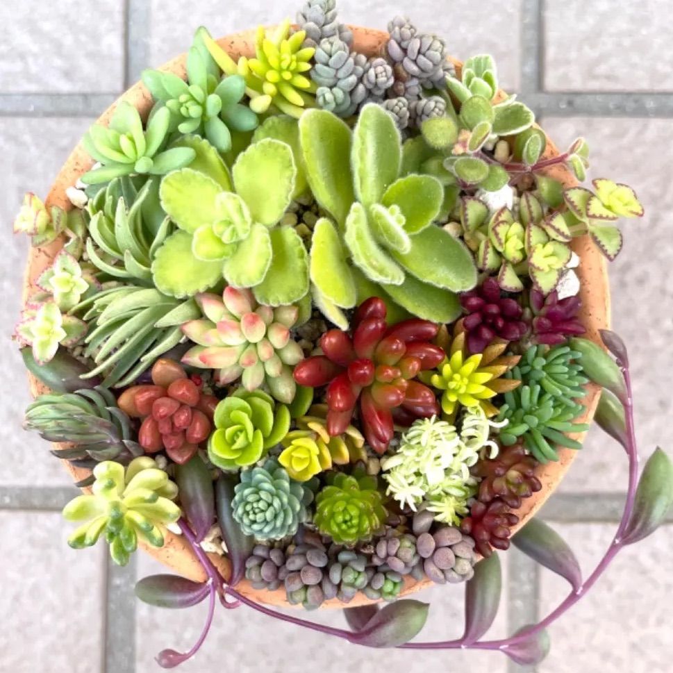 引き取り限定】ハイブリッドアガベ レオコロラータ 耐寒性抜群 親株