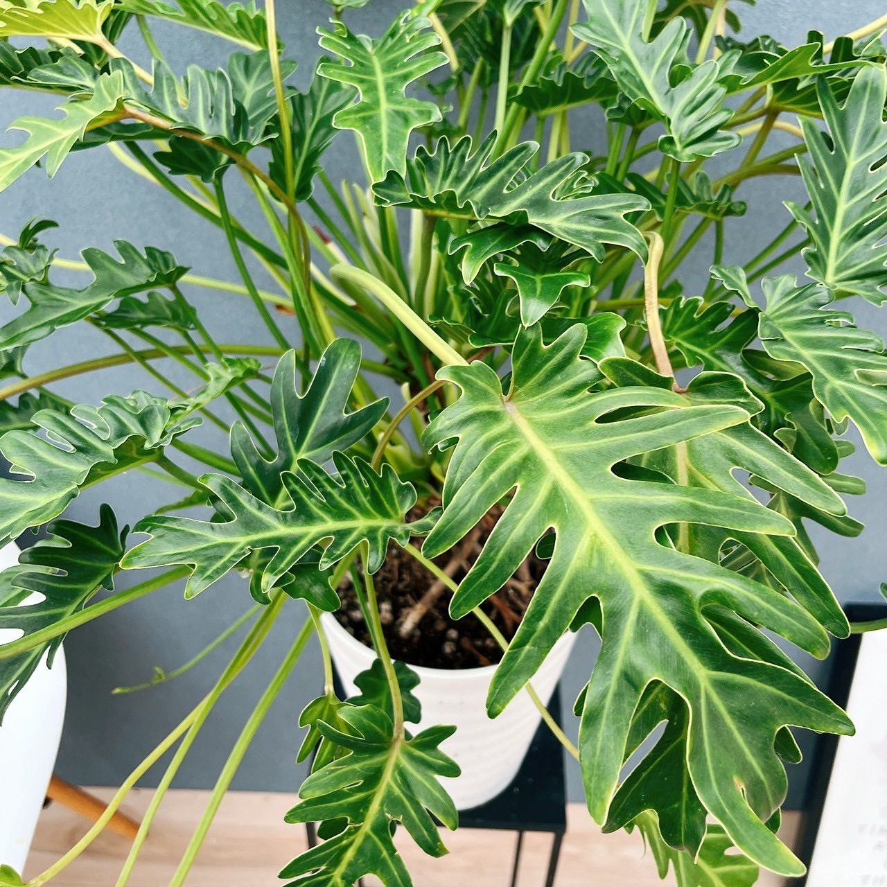 現品］24番 フィロデンドロン クッカバラ 幹上がり 7号 観葉植物 室内