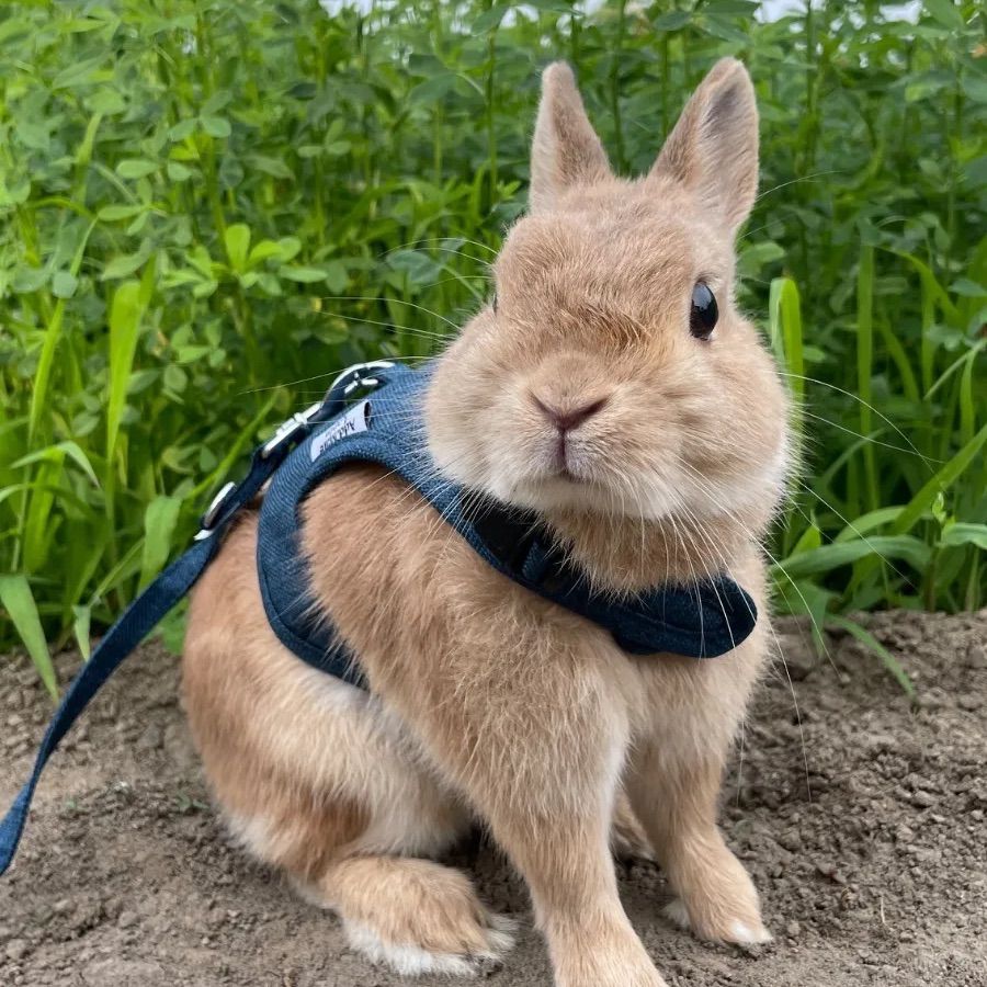 約1ヶ月分 牧草 アルファルファ うさぎ ウサギ モルモット チンチラ 北海道産 期間限定！フォロワー様10%OFFクーポン有】約1ヶ月分 牧草