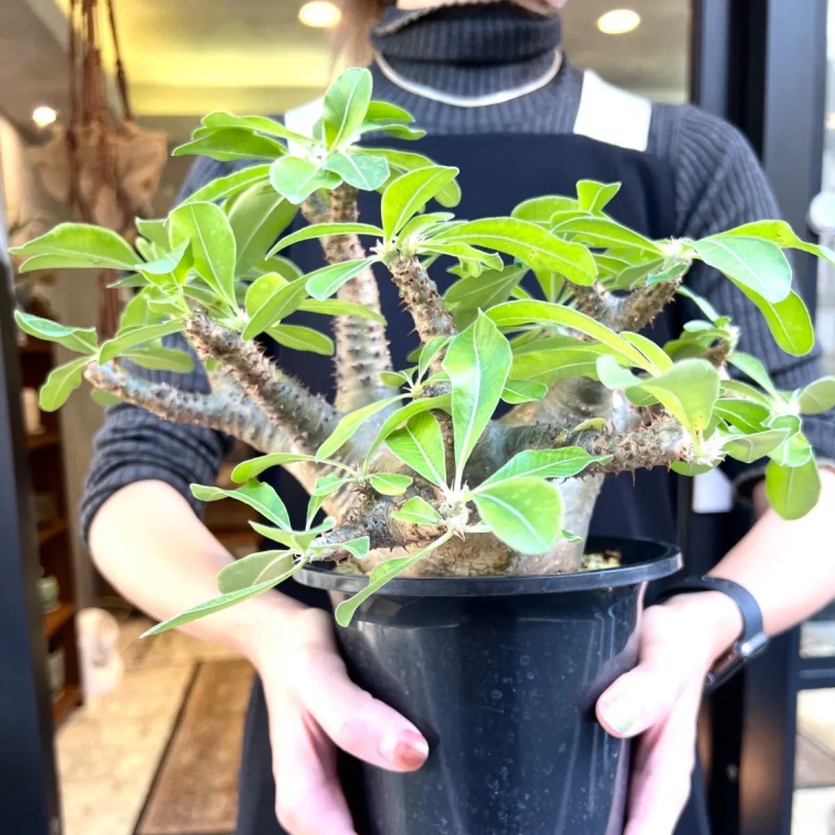 NEW】緑肌 パキポディウム マカイエンセ 現地球 発根済 大株 - メルカリ