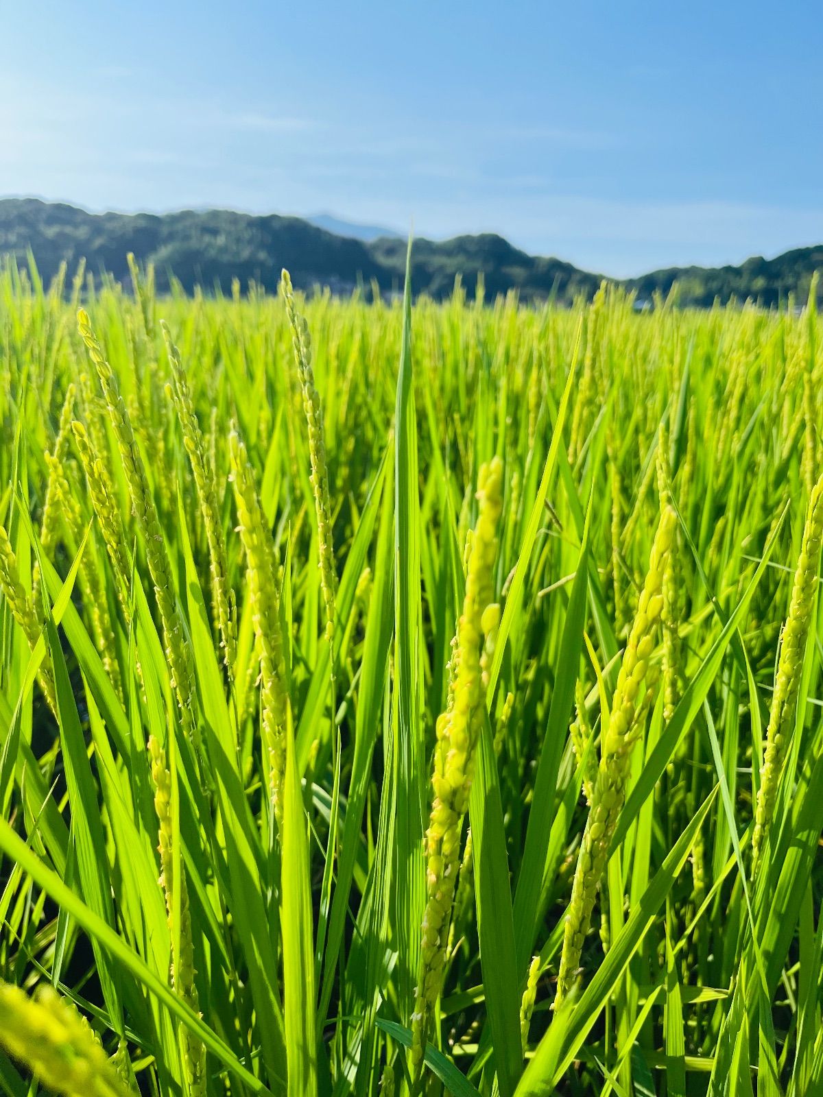 新米 元気つくし