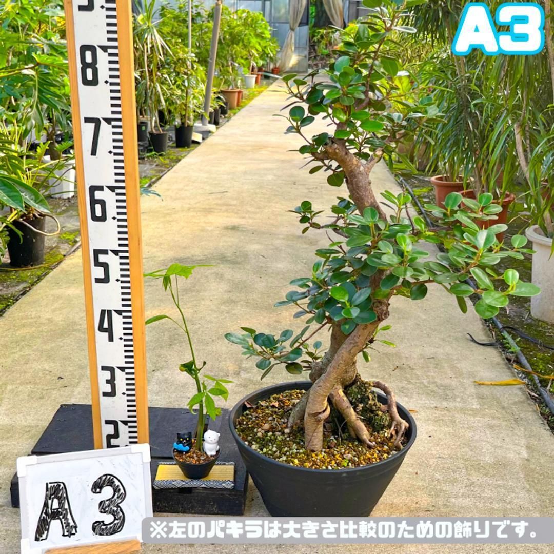 極太パンダガジュマルA3・約88センチ・幹太・葉数多め・盆栽仕立て