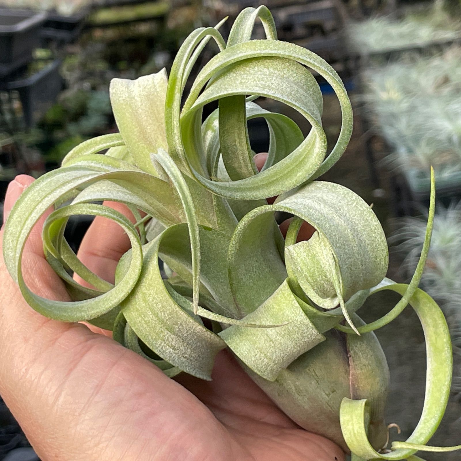 くりんくりん強カール株*チランジア カーリースリム Tillandsia くりんくりん強カール株*チランジア カーリースリム Tillandsia