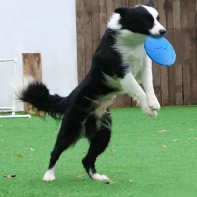 フリスビー 犬用フリスビー フライングディスク 子供用フリスビー 投げるおもちゃ ペット用 スポーツディスク 柔らかい ゴム 犬用フライングディスク  丈夫 軽い 小型犬 中型犬 大型犬 エサ入れ 水分#tim2960 - メルカリ