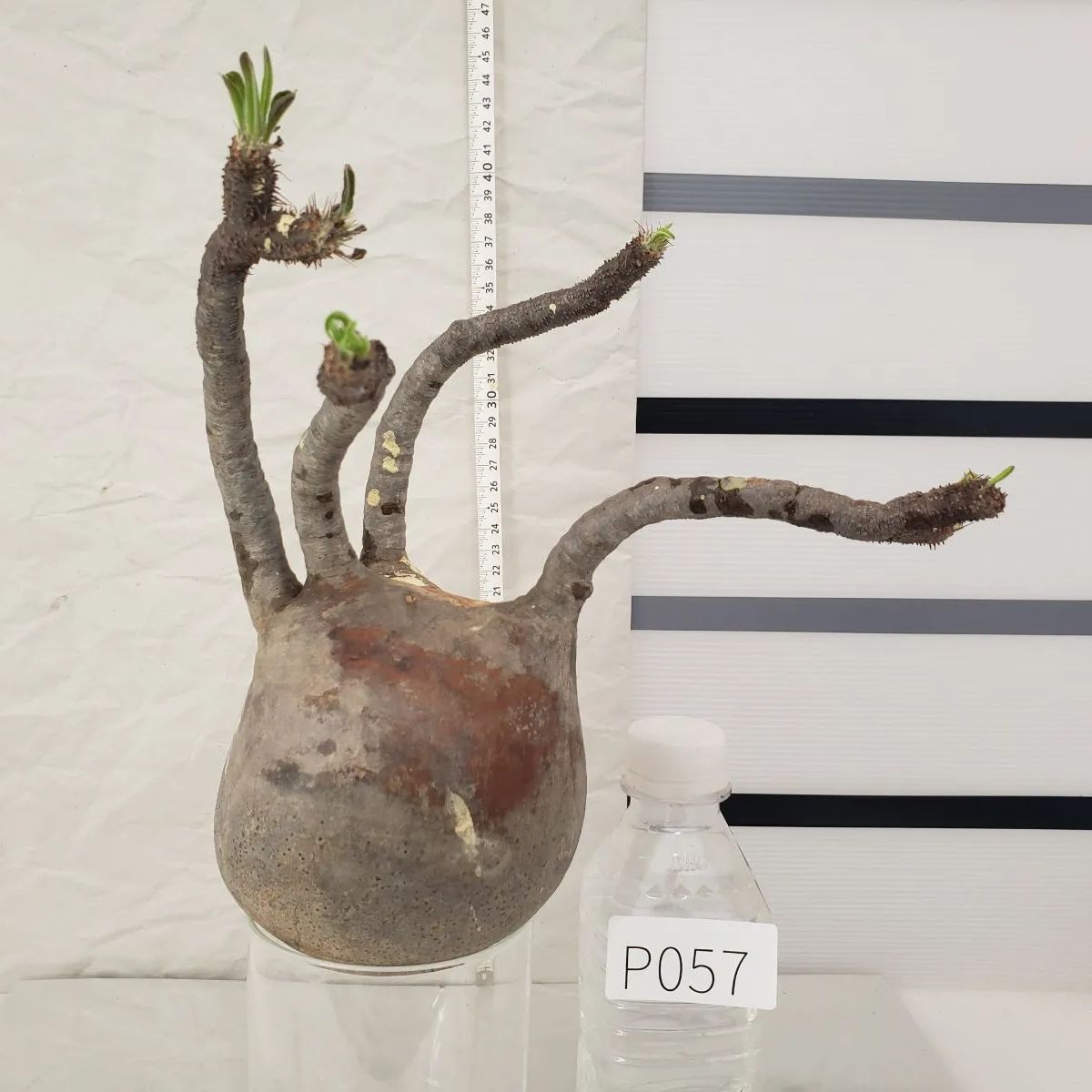 P057【最新到着】Pachypodium グラキリス（M)（現地球・抜き苗）【塊根植物】 - メルカリ