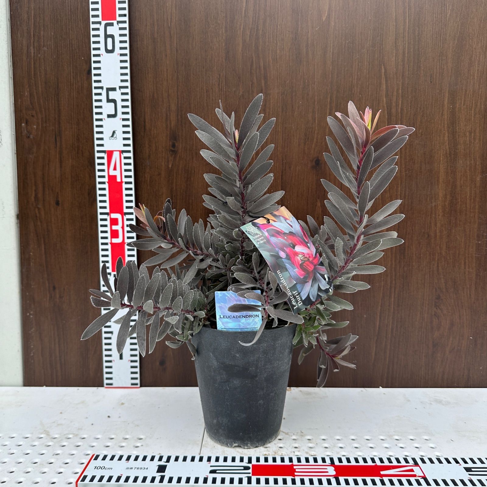 現品 ④ リューカデンドロン デュリフ 5号 オージープランツ ⑤