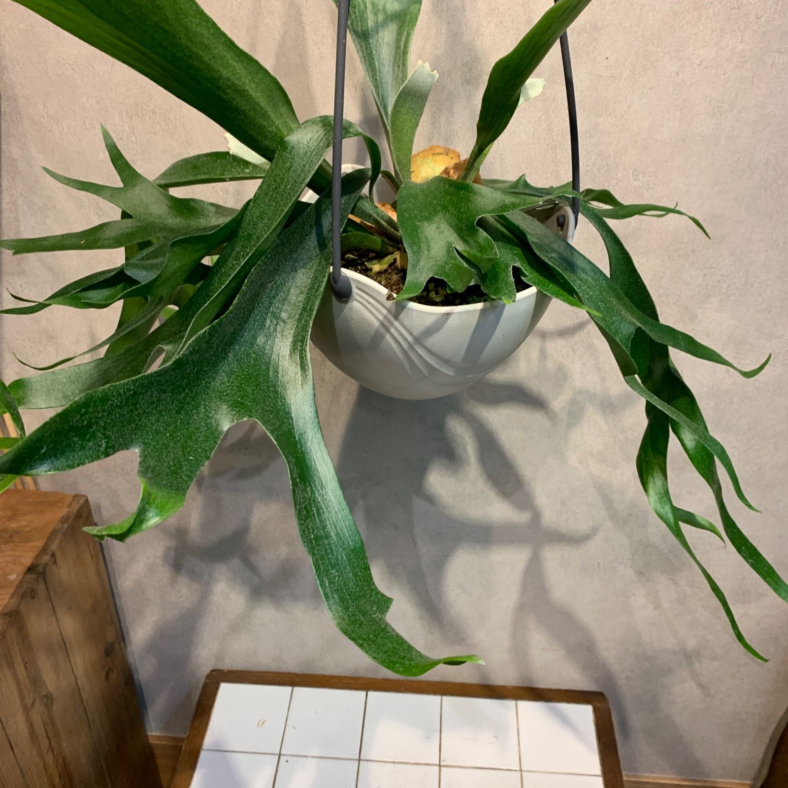 ビカクシダ グランデ コウモリラン 大株 吊り - 植物/観葉植物