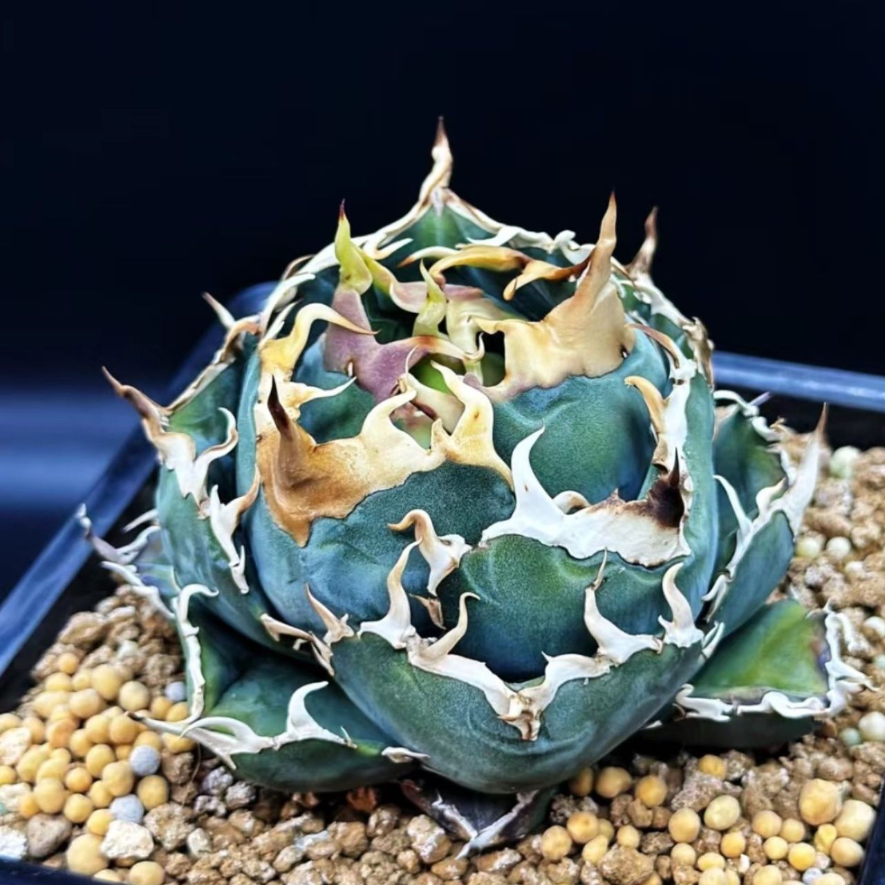 1569 アガベ チタノタ 白鯨 変異株 縞斑錦 牡丹葉 包葉型 た*ぞ様 1569