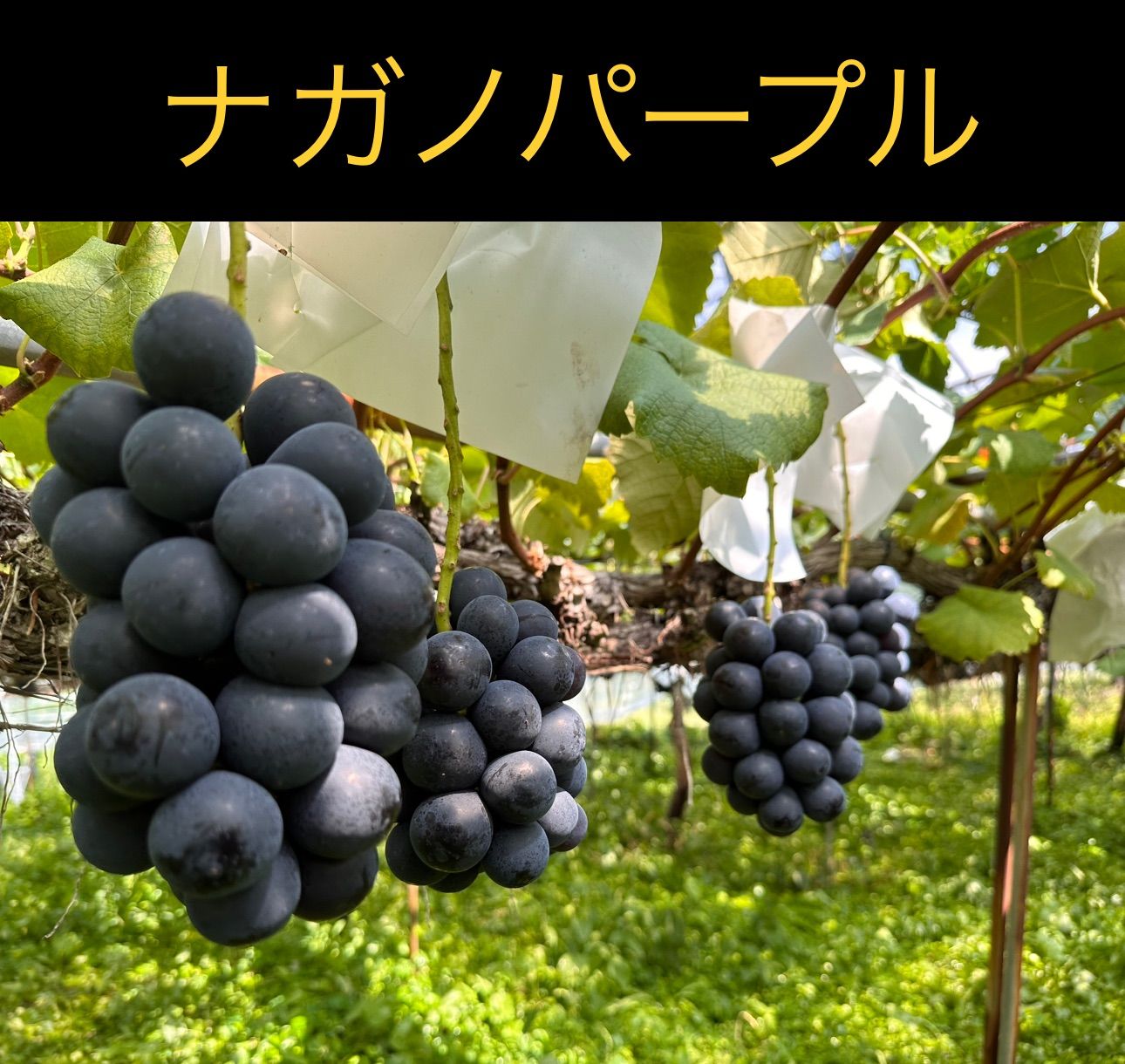 長野県産 ナガノパープル 8〜11房 約5kg クール便発送