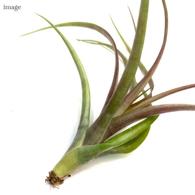 チランジア ラウトネリ (エアープランツ ティランジア lautneri