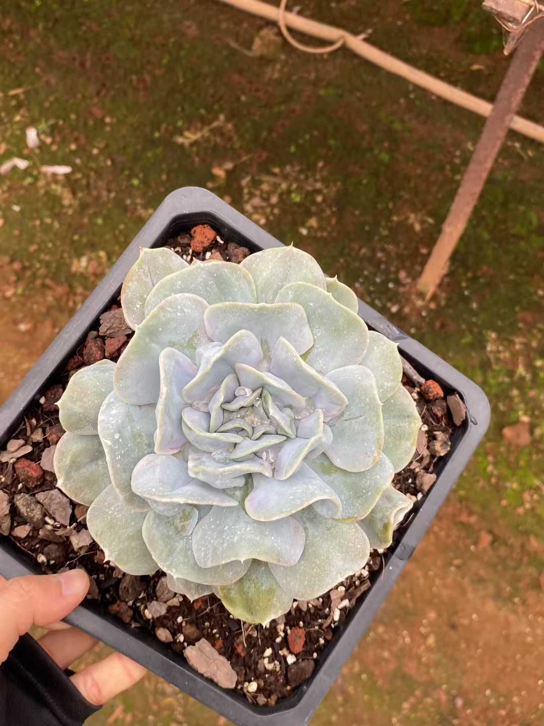 スノー妖精 多肉植物