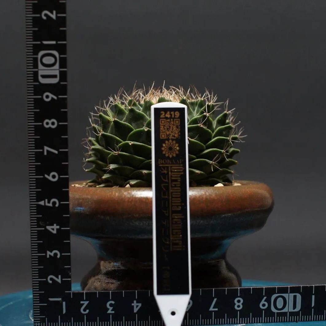 オブレゴニア デニグリー 帝冠 Obregonia denegrii 管理2419 YUZUMIYA_COM