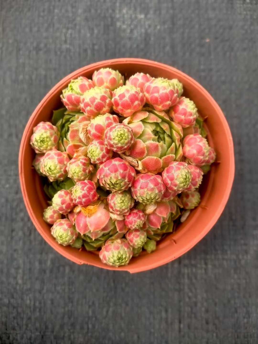 多肉植物抜き苗セット 新発売 35株セット ストロベリー・イワレンゲ 抜き苗 多肉植物 佐川