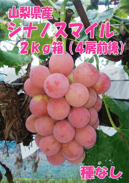 山梨県産ぶどう【シナノスマイル】種なし２ｋｇ箱（４房前後）９月中～下旬頃発送予定