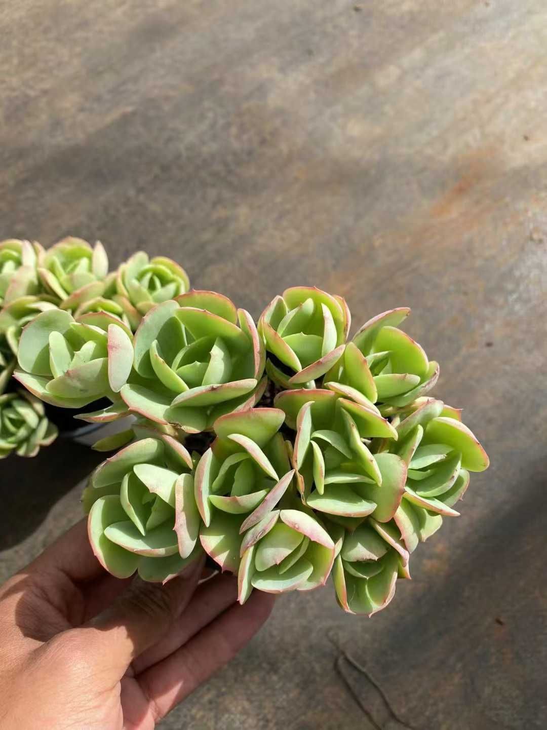 No.530 ❁ストロベリーアイス❁ 抜き苗 多肉植物 寄せ植え No.530