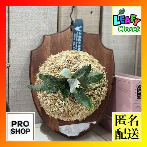 観葉植物 コウモリラン ビカクシダ ウィリンキー バクテリア 板付 現品 インテリアグリーン 壁掛け おしゃれ かわいい 506256
