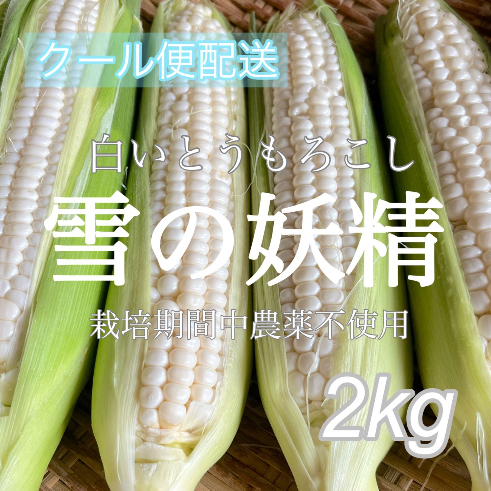 愛媛県産 石鎚名水育ち☆ 白いとうもろこし 