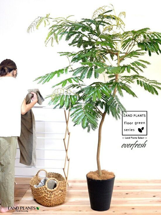 古賀文博 朽る 植木鉢 作家鉢 塊根 浅鉢 大鉢 2025年最新