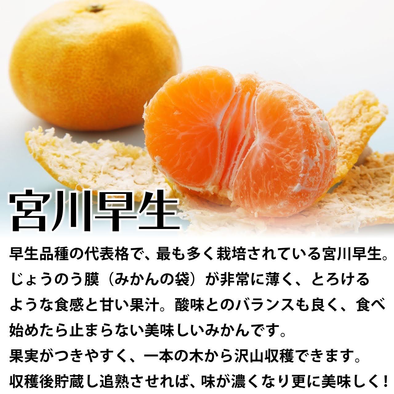 不知火　レモン　はるみ ⠀丸ごと不知火ジャム⠀】 柑橘シーズン20種類目に製造した