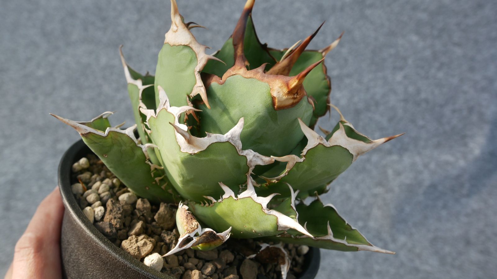 アガベ チタノタ オテロイ 現品鉢ごと 鉢ごと発送】アガベ チタノタ オテロイ / Agave Titanota oteroi /2023