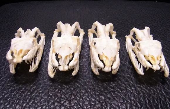 アミメニシキヘビの頭骨 9.5cm - メルカリ