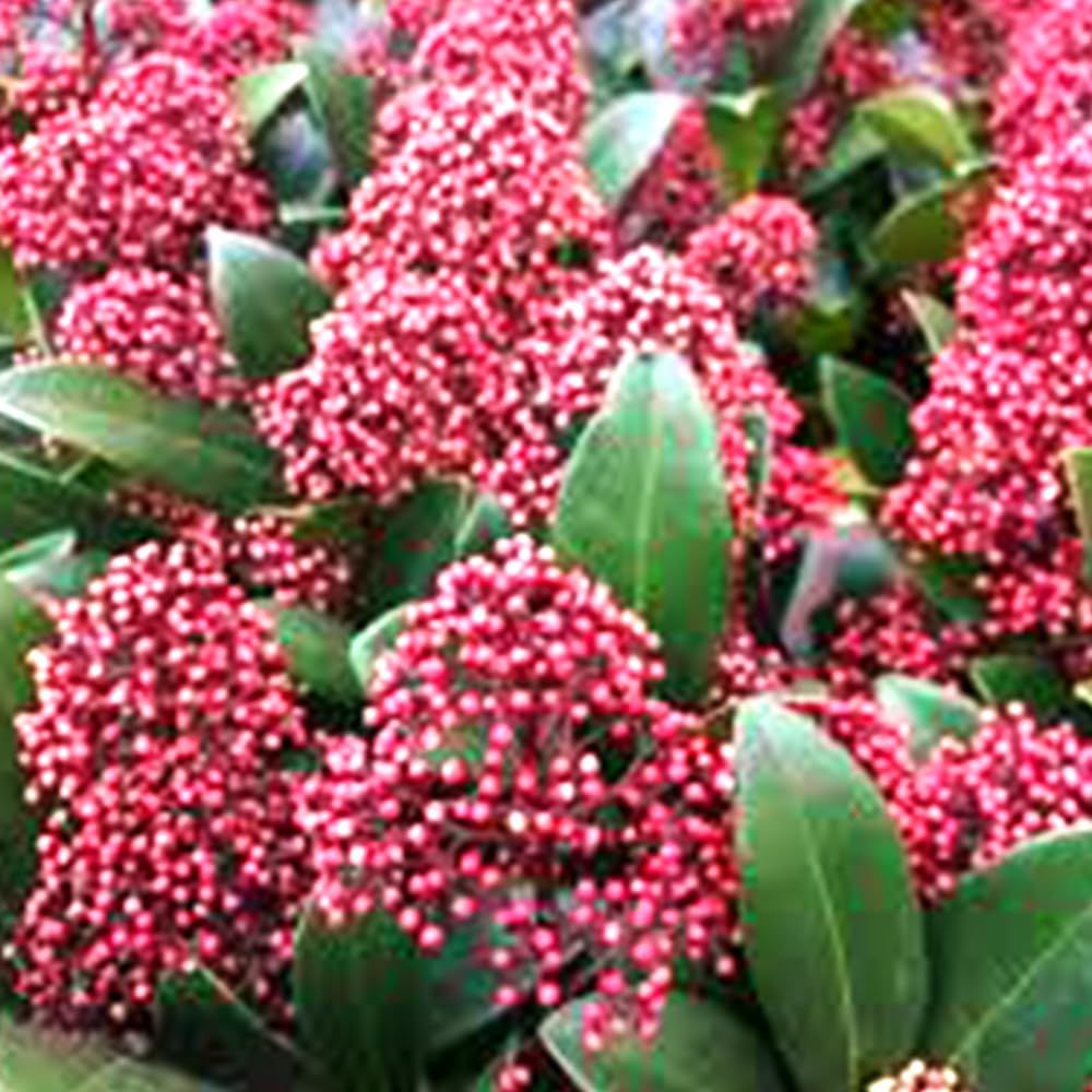 新着商品 ＩＴＡＮＳＥ スキミア ルベラ 3号 4個セット 品種で選べる花木苗 蕾の紅色と 白花のコントラストが です