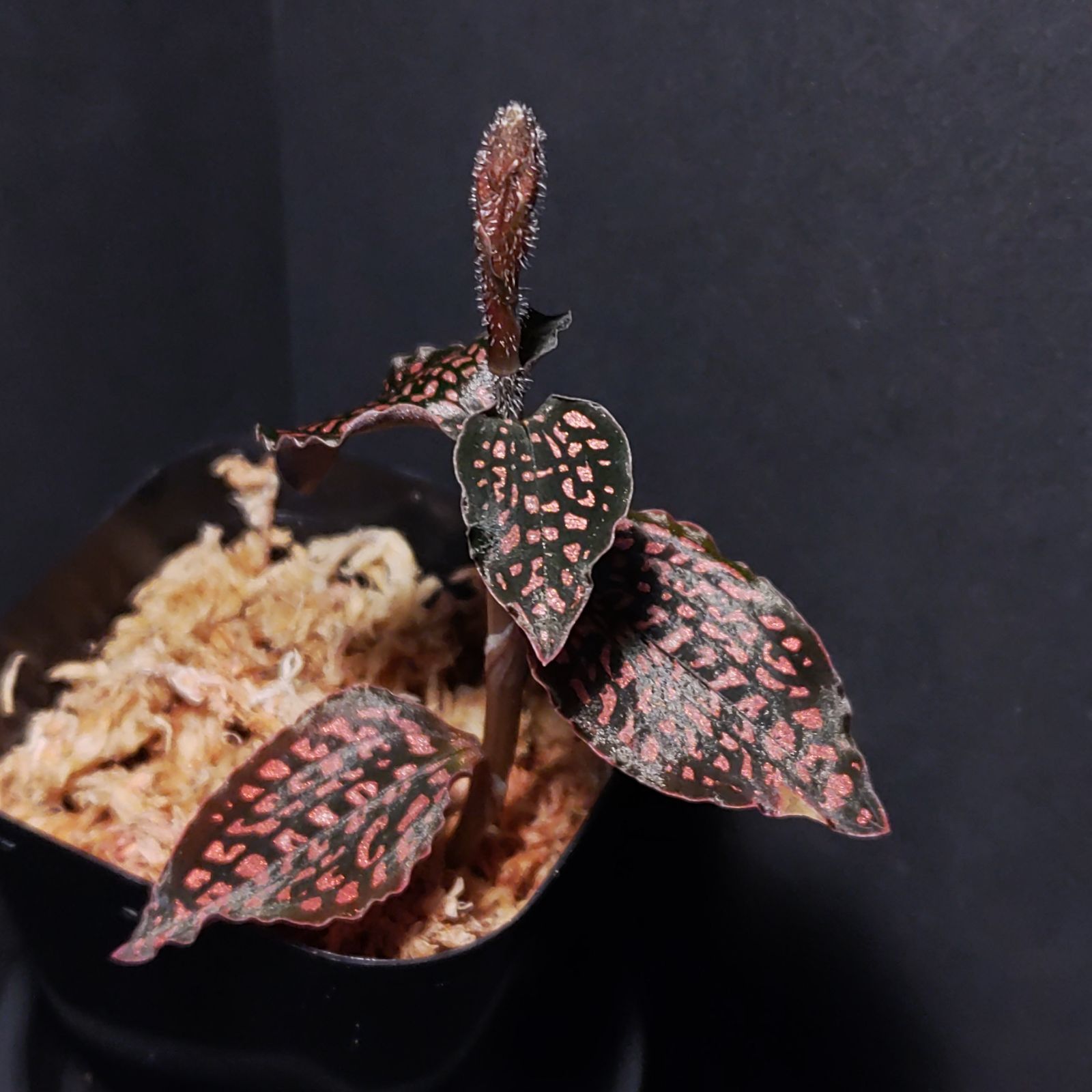 りよ☆さん提案価格 Microchilus tridax red 2株 Microchilus tridax from Ecuador (Invoice) / ジュエル