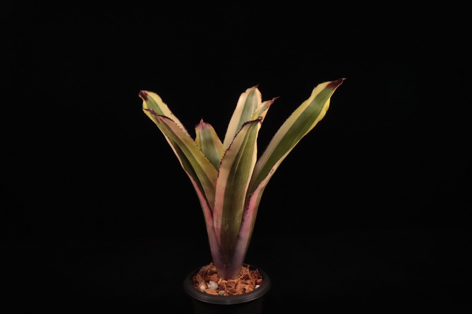 Aechmea distichantha × caudata A0152 送料無料】Aechmea distichantha × caudata〔エクメア〕現品発送A0152