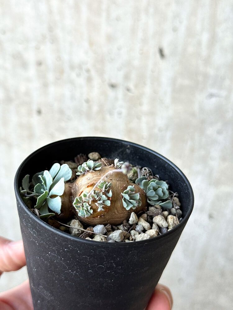 E461【最新到着】Pachypodium グラキリス（L）（現地球・抜き苗
